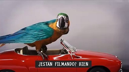 Dolittle – Audiciones de animales (Universal Pictures) HD