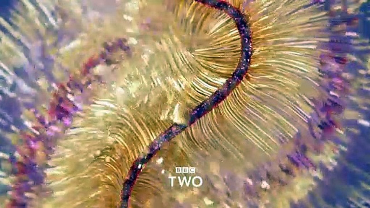 This Christmas on BBC Two | #XmasLife | BBC Trailers