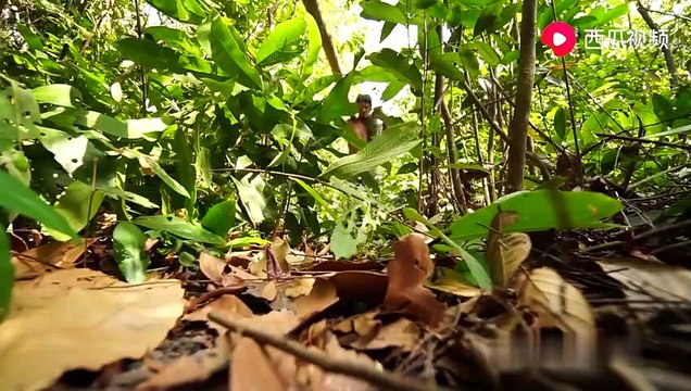 The pristine forest is a peculiar tree hose - like a bird's nets hanging from a tree
