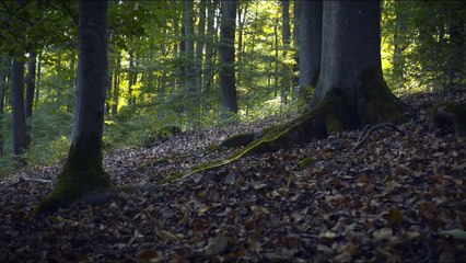 DAS GEHEIME LEBEN DER BÄUME Film - Trailer und Clip