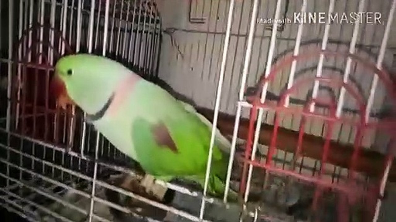 Lovely parrot
