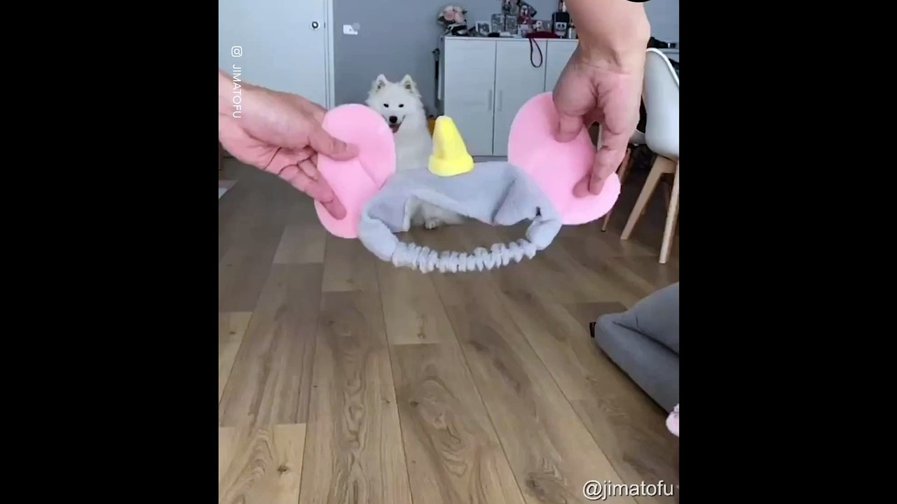 Ce chien se prend pour Dumbo et il nous a fait fondre !