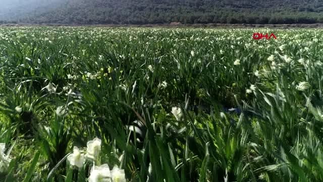 İzmir karaburun'un nergis tarlalarında festival heyecanı