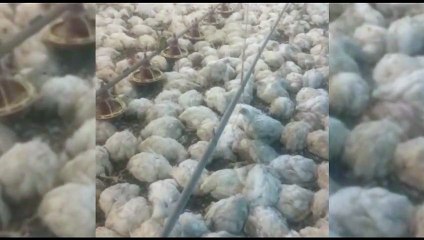 Falha em sistema de ventilação automática de aviário mata mais de 7 mil frangos em Cascavel