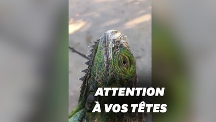 Tải video: Des iguanes sont tombés du ciel à Miami