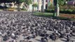 If you're scared of pigeons you may want to look away now