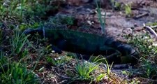 ABD'nin Florida eyaletinde ağaçlardan iguana düşüyor