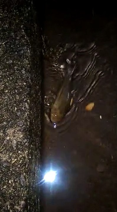 Moradores do Bairro Das Laranjeiras, em Jacaraipe, encontram peixe em alagamento