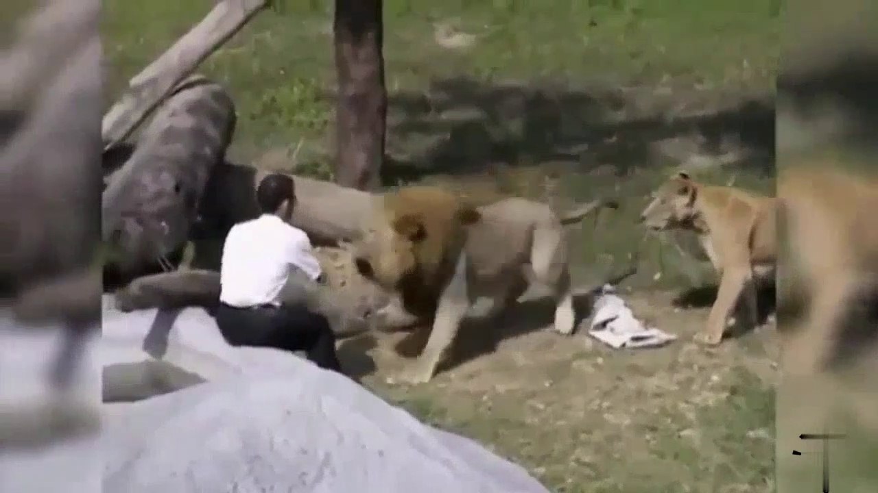 animal attacks on humans video