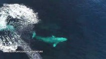 Drone footage captures pod of whales breaching and forming 'rainbows' off California's coast