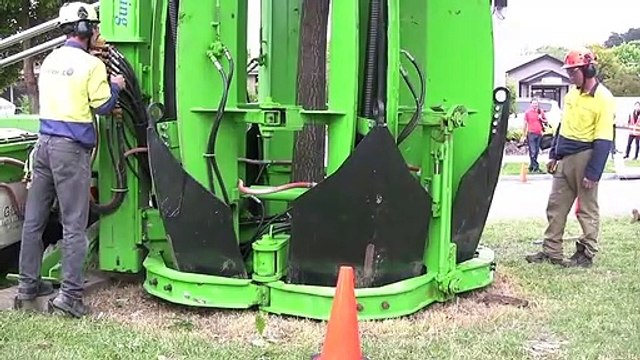 Australia's most Professional Tree Care company || Tree Transplanting