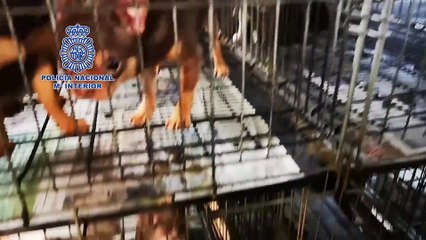 Descargar video: Rescatados de criaderos 270 chihuahuas con las cuerdas vocales diseccionadas para no alertar a vecinos