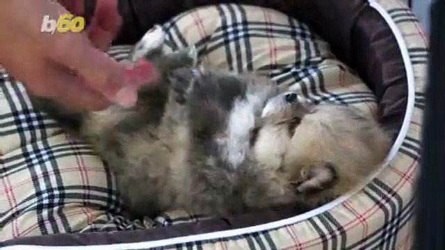 Things You Should Know Before Buying a Puppy