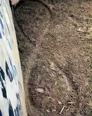 Görenler gözlerine inanamadı! Esaret altındaki kurt bakın ne yaptı