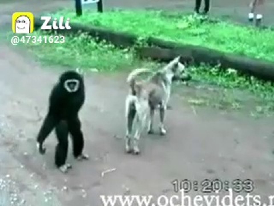 Dog vs monkey fight