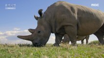 [HOT] an endangered rhino, 창사특집 다큐멘터리 휴머니멀 20200123