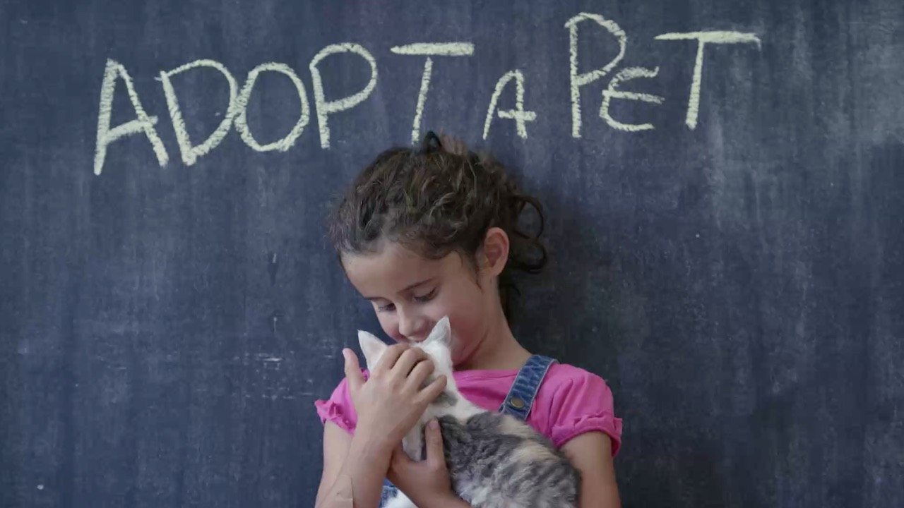 Tierheim sucht ein Zuhause für 'die schlimmste Katze der Welt'