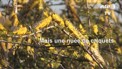 Au Kenya, des infestations de criquets pèlerins d'une ampleur historique