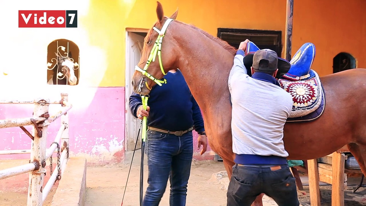 فى المنصورية "اتمخطرى واتمايلى يا خيل".. ترويض الخيول فى رحاب صحراء الأهرامات