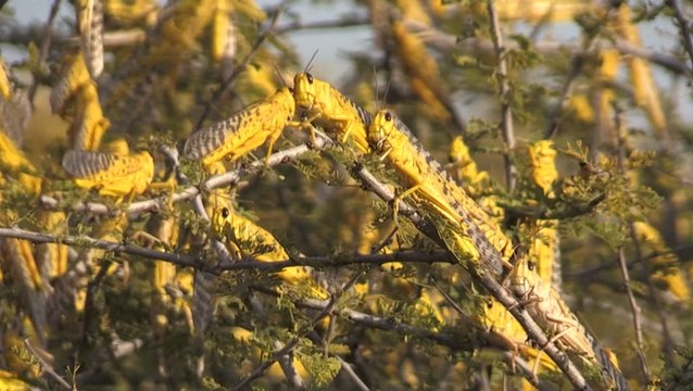 Swarms of desert locusts plague Kenya