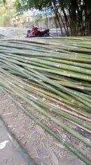 bestnews/latest bamboo video/ bamboo mandinews