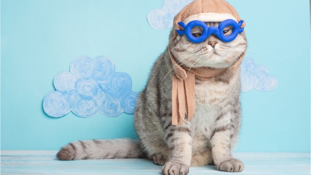 Airlines Are Revamping 'Emotional Support' Animal Policies