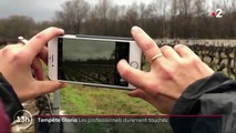 Tempête Gloria : des professionnels durement touchés