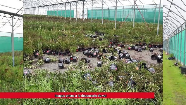 Sernhac : 1 500 lauriers roses ont été volés sur une pépinière