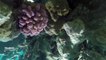 Polynésie Française:  Les Coral Gardeners