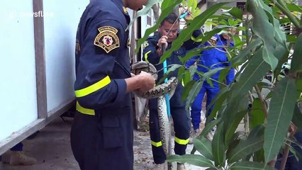 Huge python caught in trees outside police station in Thailand
