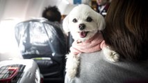 Should Emotional Support Animals Be Allowed on Flights? The DOT Wants Your Feedback