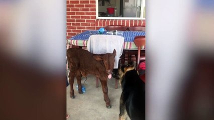 Un veau adopté par des Australiens se prend pour un chien