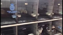 La Policía Nacional desmantela dos criaderos ilegales de chihuahuas y rescata cerca 300 perros