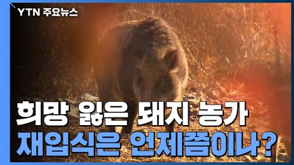 희망 잃은 돼지 농가...재입식은 언제나? / YTN