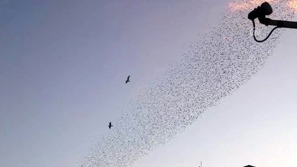 Sığırcıkların dansı izleyenlere görsel şölen yaşattı