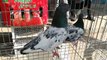 Mirpur pigeons hat Dhaka Bangladesh 2020