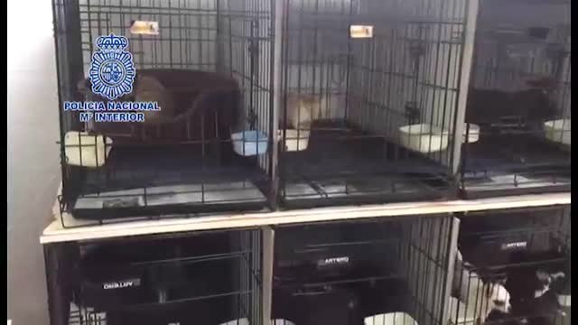 Un matrimonio de Arganda al mando del criadero de chihuahuas maltratados