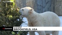 Zoo uses redundant Christmas trees to give animals a treat