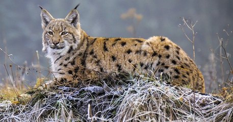 En Alsace, un lynx a été abattu par un braconnier
