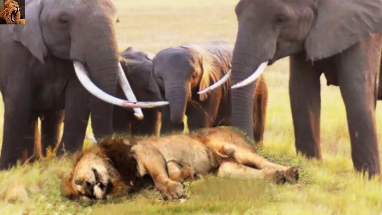 Lion vs Bull Elephant. Wild Animal Fight.  Leon vs Elefante Salvaje