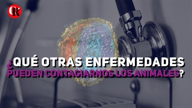 ¿Qué otras enfermedades pueden contagiarnos los animales?