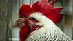 Man Dead: His Own Rooster Attacks En Route To Cockfight
