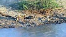 Wild dogs recklessly attack crocodiles to steal prey