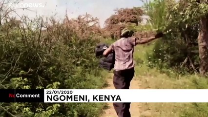 Αντιμέτωπη με τις ακρίδες η Ανατολική Αφρική