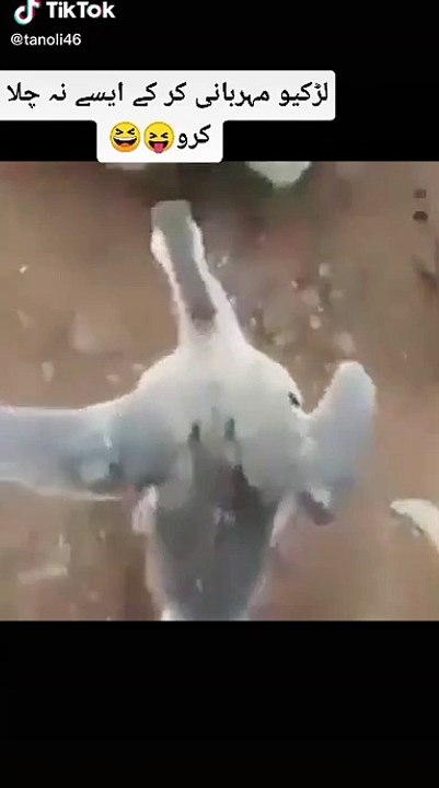 Most funny duck