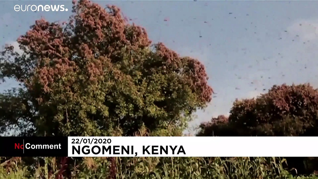 Az utóbbi 25 év legpusztítóbb sáskajárása van Afrikában