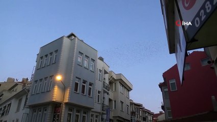 Sığırcıklardan etkileyici gün batımı dansı