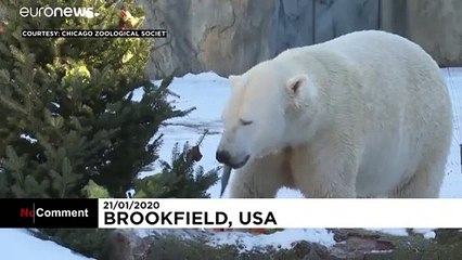 Bescherung im Zoo: Ausrangierte Weihnachtsbäume für Bären und Bisons