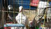 Low prices good quality pigeons in Mirpur pigeons market Dhaka Bangladesh