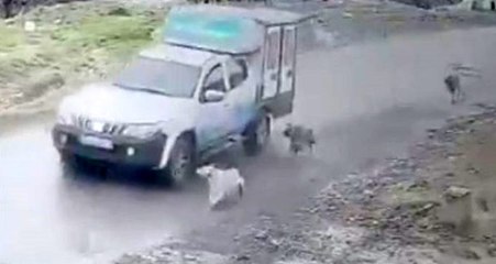 Görüntüler infial yarattı! Belediye aracıyla köpeği ezdi